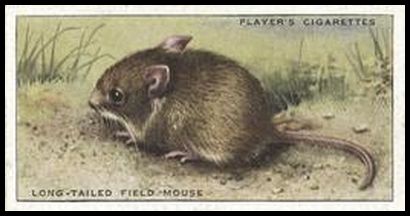 28 Long tailed Field Mouse